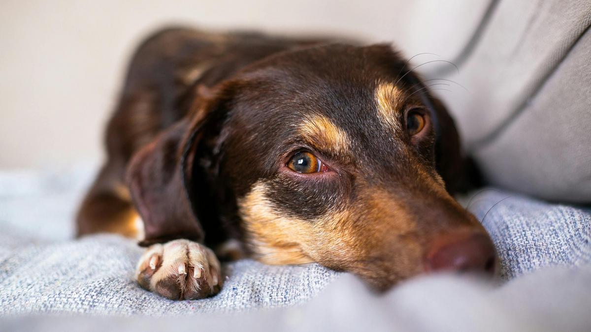 A Importância da Nutrição na Ansiedade em Pets