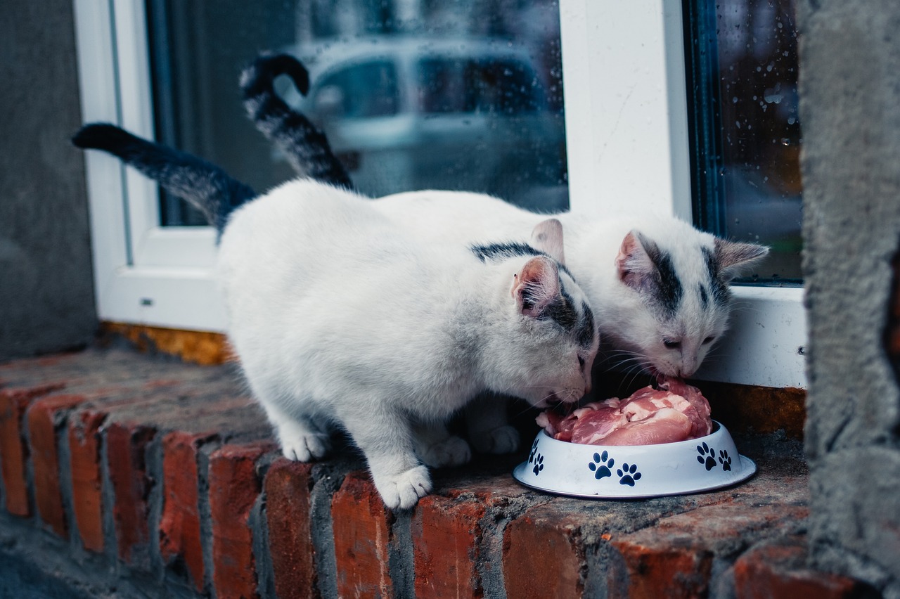 Alimentação e Doenças Comuns em Pets