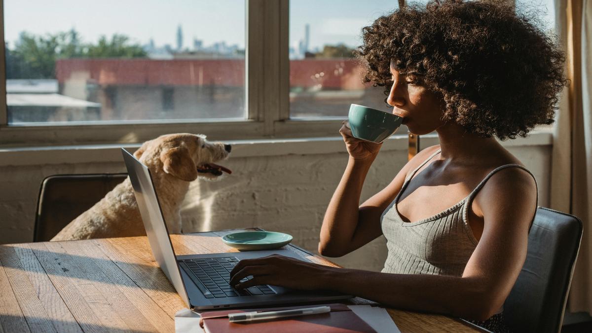 Comportamento das raças de cães e socialização