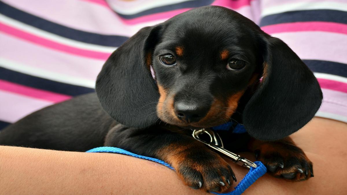 Conhecendo as Raças: O Guia de Raças para Seu Pet