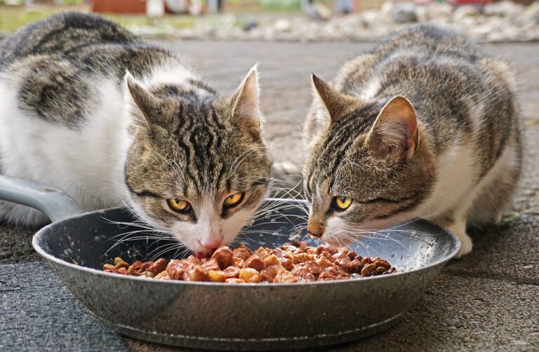 Cuidados ao Fazer Alimentação Caseira para Pets