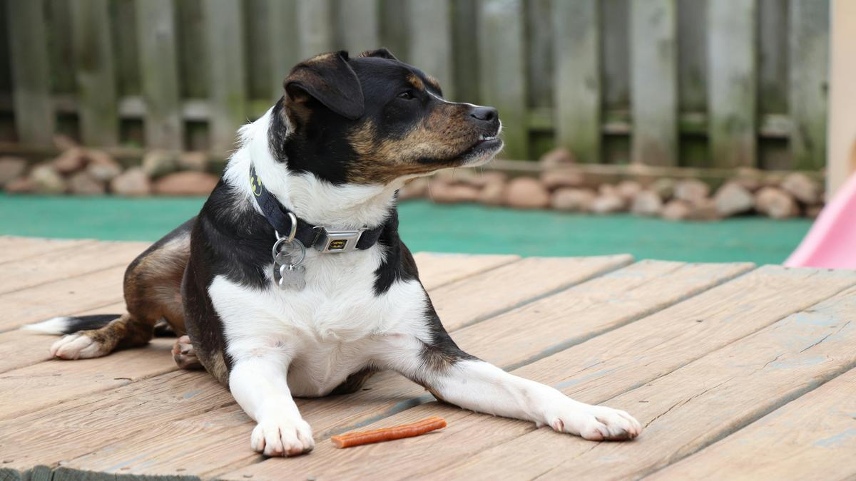 Cuidados ao Fazer Alimentação Caseira para Pets