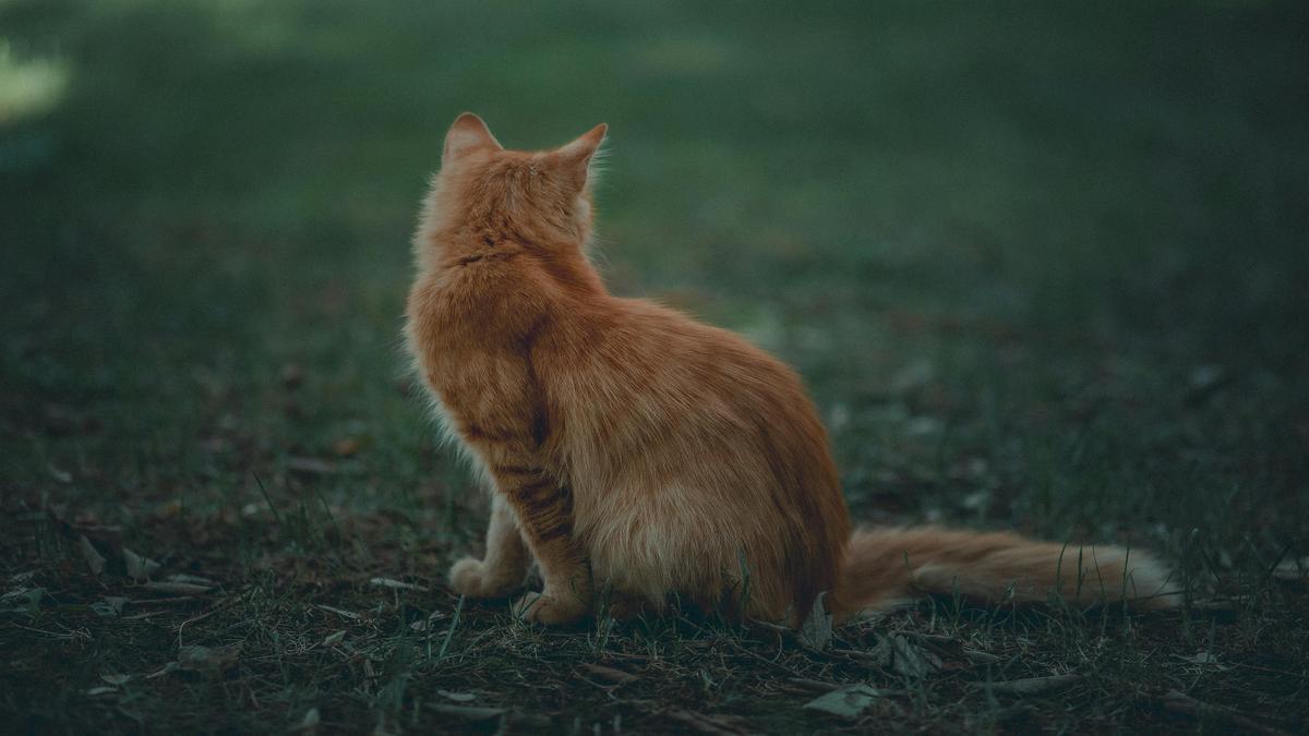 Curiosidades sobre pets que vão te surpreender