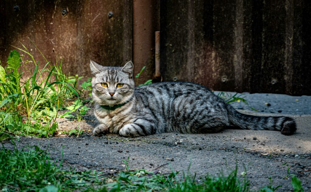 Principais Doenças Comuns em Pets