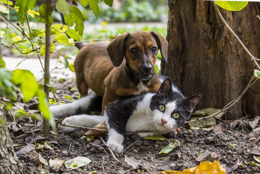 Entendendo o Comportamento Animal do Seu Pet