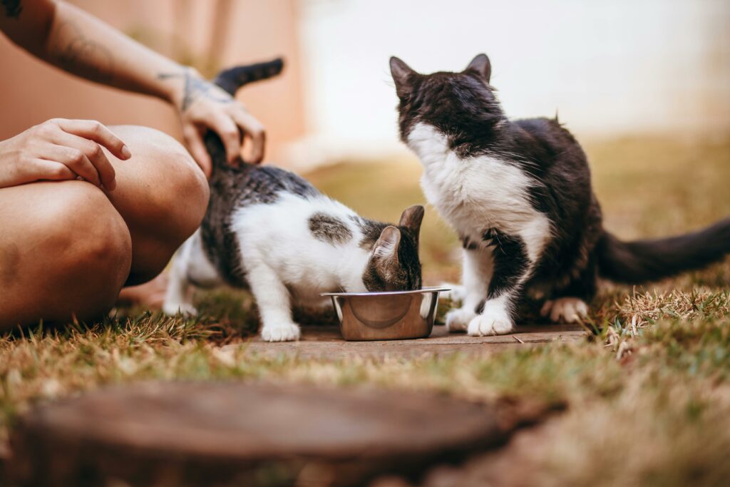 Nutrição para pets