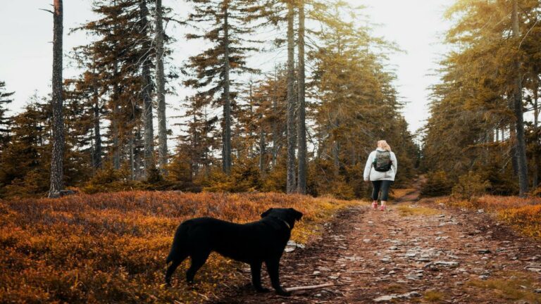 viagem-com-pets-dicas-para-curtir-juntos