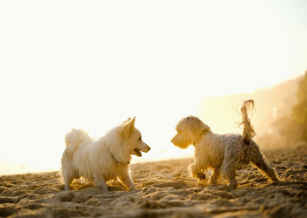 Raças de cães para família feliz e saudável